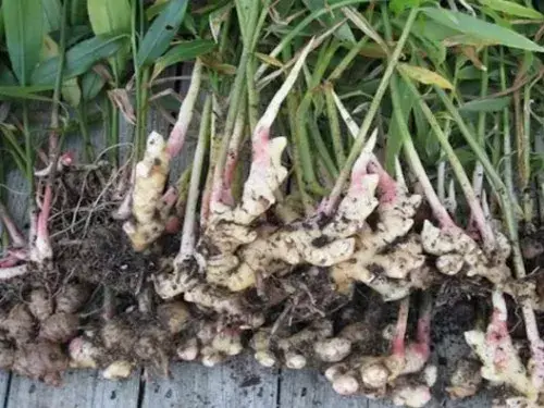 花卉果蔬盆景 | 怎么在阳台上种植生姜盆栽