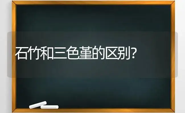 石竹和三色堇的区别？ | 绿植常识