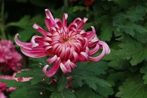 红菊花花语，待到重阳日 还来就菊花