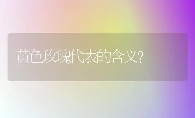 黄色玫瑰代表的含义？ | 绿植常识