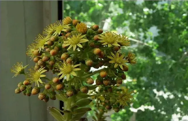 黑法师开花怎么处理