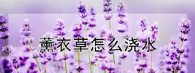 薰衣草怎么浇水