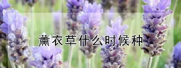 薰衣草什么时候种