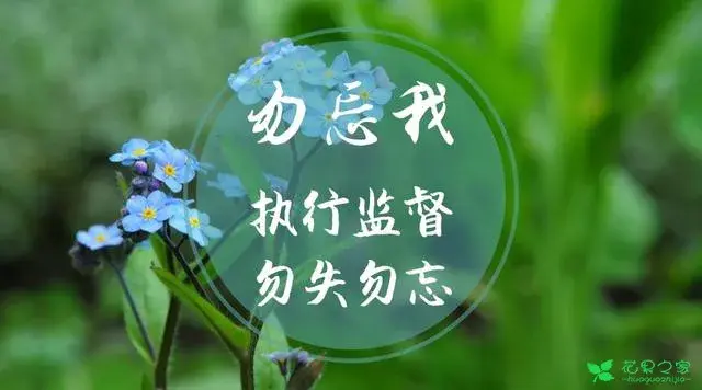 检察花语 检察君，你究竟开的是什么花？