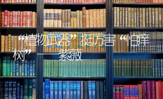 “植物武器”挺厉害“怕痒树”——紫薇 | 特种种植