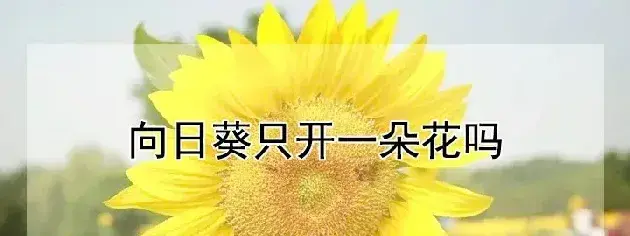 向日葵只开一朵花吗