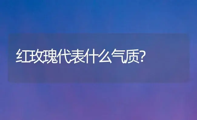 红玫瑰代表什么气质？ | 绿植常识