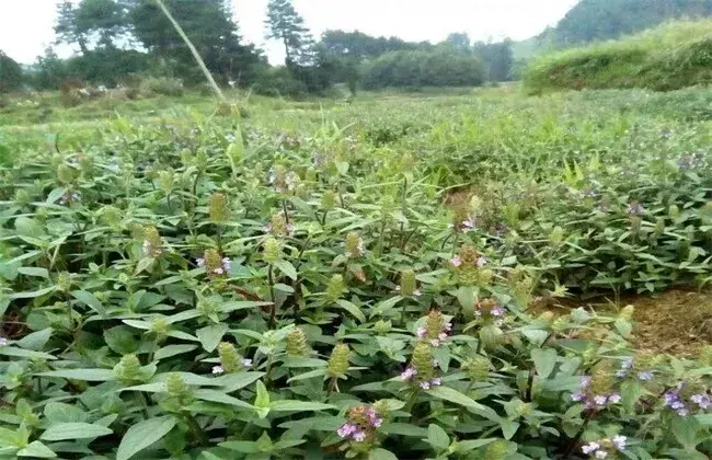 夏枯草的育苗技术