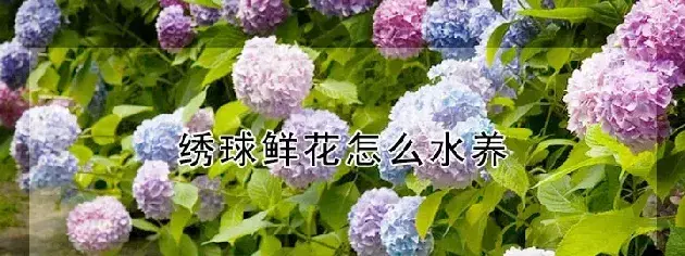 绣球鲜花怎么水养