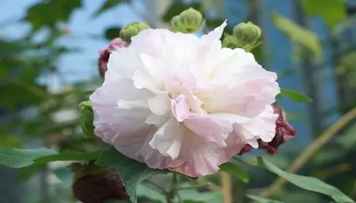 雪绒花的花语和象征 雪绒花的寓意