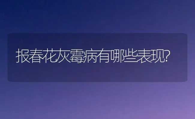 报春花灰霉病有哪些表现? | 家庭养花