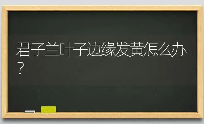 君子兰叶子边缘发黄怎么办？ | 绿植常识