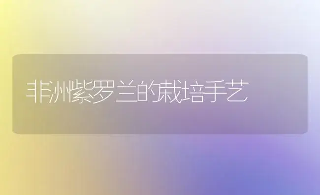 非洲紫罗兰的栽培手艺 | 家庭养花