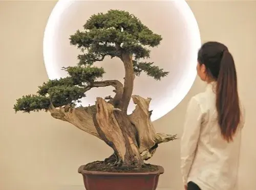盆景养护管理 | 侧柏盆景的养护
