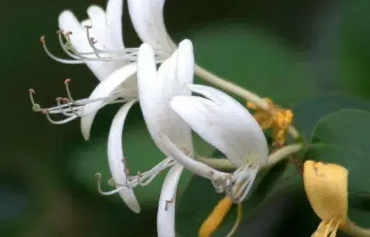 金银花种植方法及时间