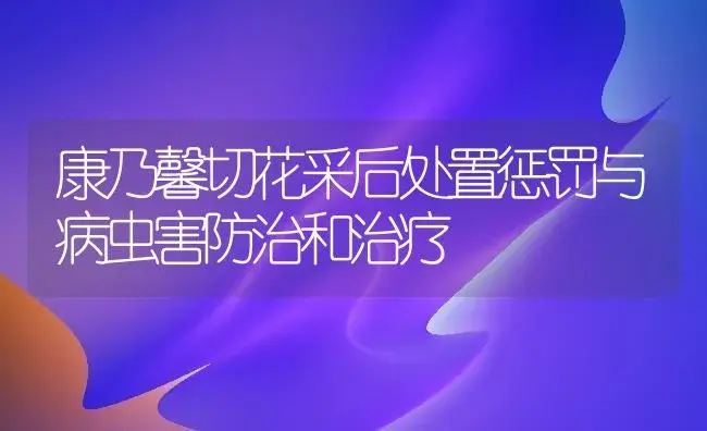 康乃馨切花采后处置惩罚与病虫害防治和治疗 | 家庭养花