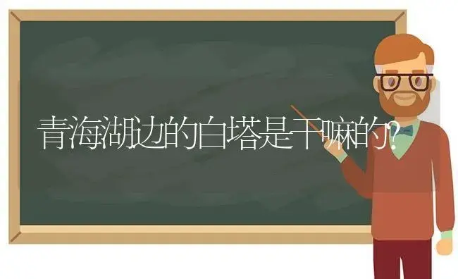 青海湖边的白塔是干嘛的？ | 多肉养殖