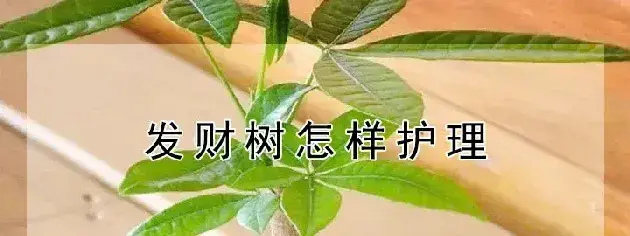 发财树怎样护理