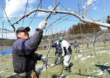 盆栽修剪 | 果树大枝不平衡的修剪调整