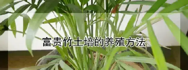 富贵竹土培的养殖方法