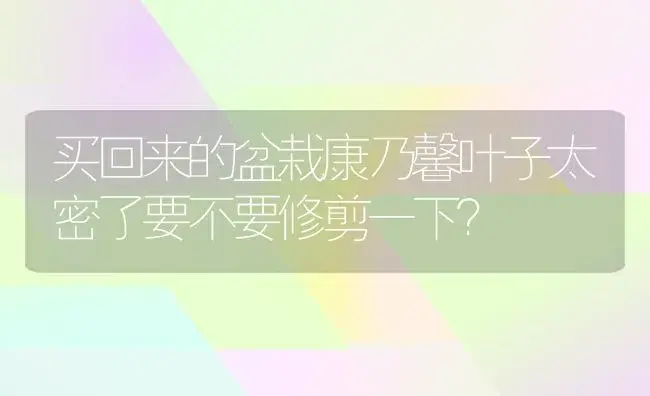 买回来的盆栽康乃馨叶子太密了要不要修剪一下？ | 绿植常识