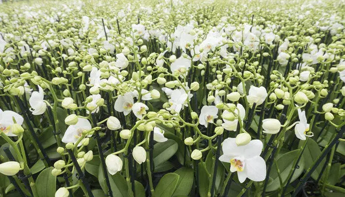 含笑花花语 含笑花花语是什么