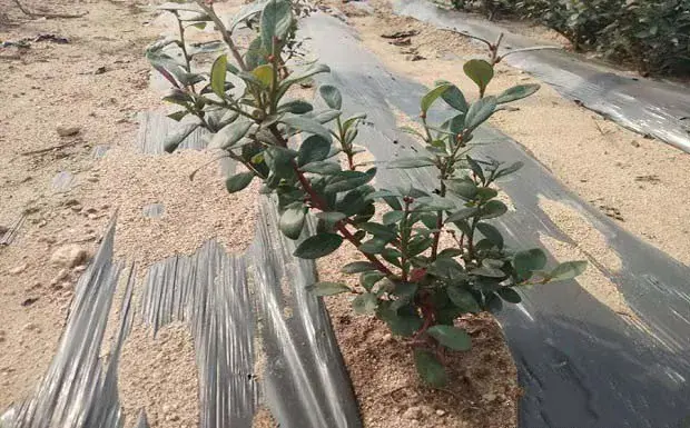 蓝莓种植几年能结果？