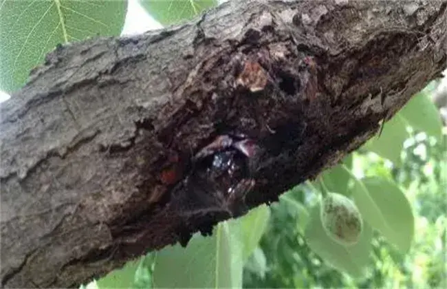 果树腐烂病出现 因素