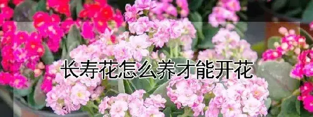 长寿花怎么养才能开花