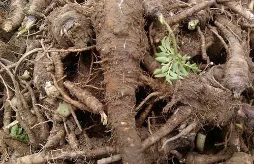 白芷，白芷的花语和传说