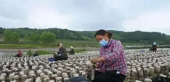 黑龙江省牡丹江市：以“六化”为目标提升食用菌产业效益 促农增收