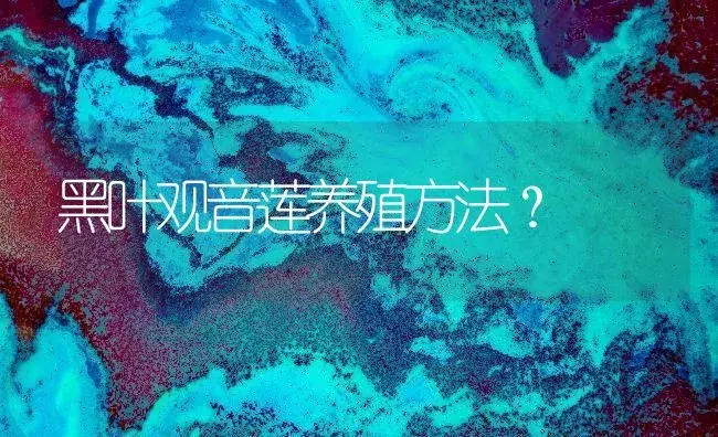 黑叶观音莲养殖方法？ | 多肉养殖