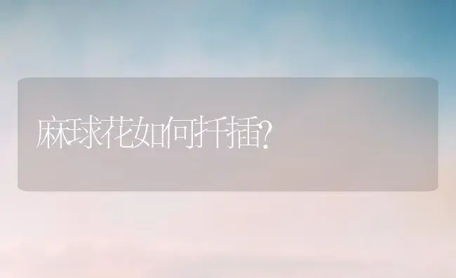 麻球花如何扦插？ | 绿植常识