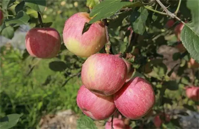 苹果树管理技术