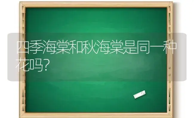 四季海棠和秋海棠是同一种花吗？ | 绿植常识