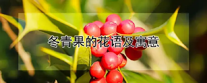 冬青果的花语及寓意