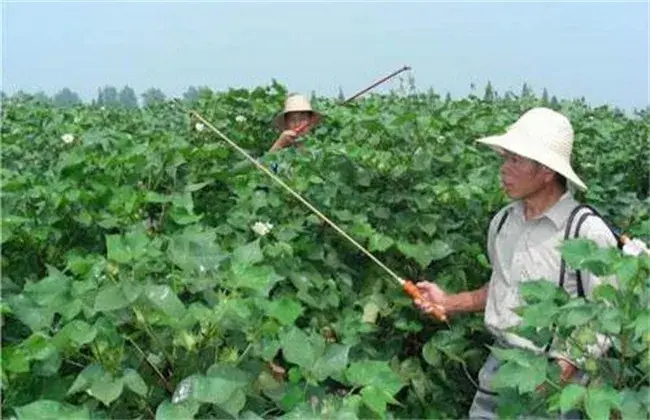 棉花叶面肥选择和利用小心事项