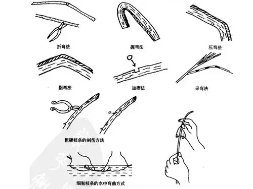 盆栽造型 | 树木盆景造型时怎样矫正枝条的姿态