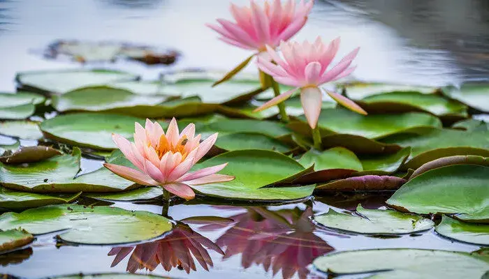 睡莲的花语 睡莲的花语和寓意