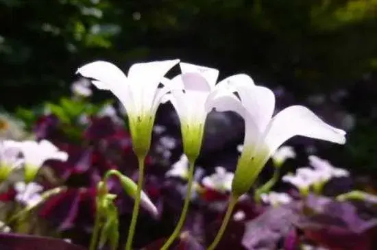 紫叶酢浆草花语 紫叶酢浆草寓意