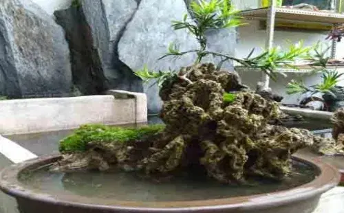 山水盆景 | 吸水石假山盆景摆放技巧