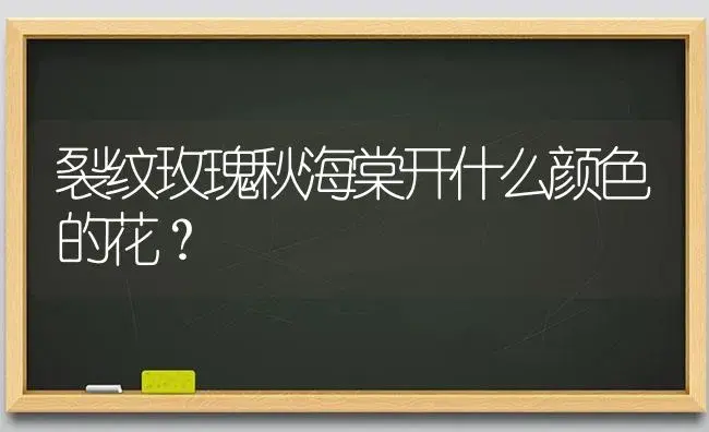 裂纹玫瑰秋海棠开什么颜色的花？ | 绿植常识