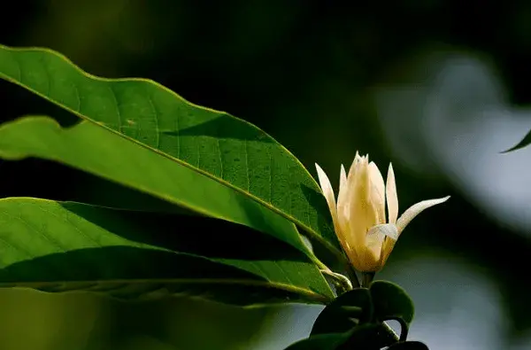 白兰花花语是是什么？白兰花花语介绍有哪些？