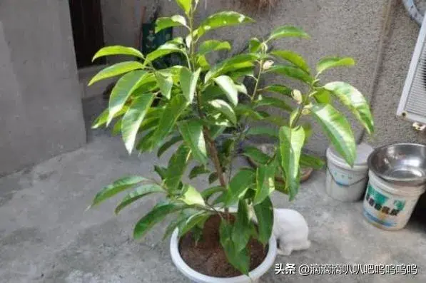 白兰花的种植方法？