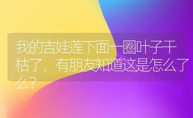 我的吉娃莲下面一圈叶子干枯了,有朋友知道这是怎么了么？ | 多肉养殖