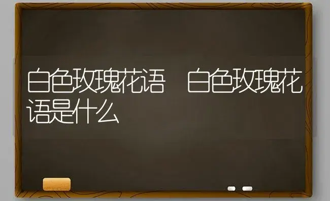 白色玫瑰花语 白色玫瑰花语是什么 | 绿植寓意