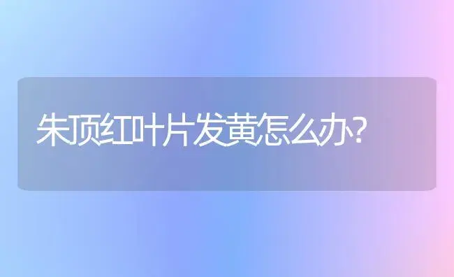 朱顶红叶片发黄怎么办？ | 家庭养花