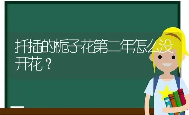 扦插的栀子花第二年怎么没开花？ | 绿植常识