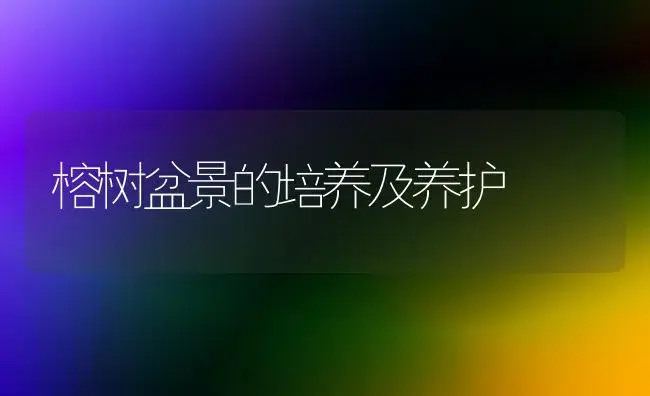 榕树盆景的培养及养护 | 家庭养花