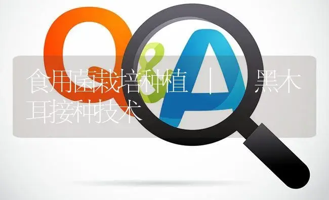 黑木耳接种技术 | 菌菇种植